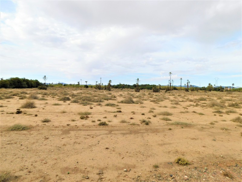 3 Hectares titrés Palmeraie-1