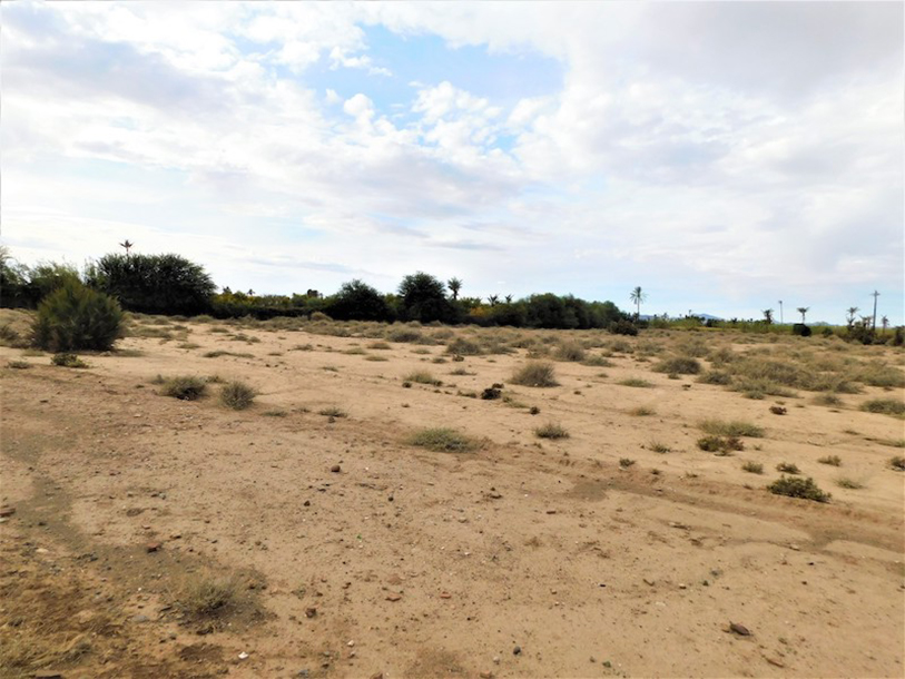 3 Hectares titrés Palmeraie-2