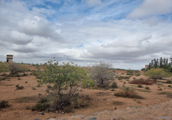 Terrain titré 1 Hectare Palmeraie-2