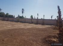 Terrain Palmeraie